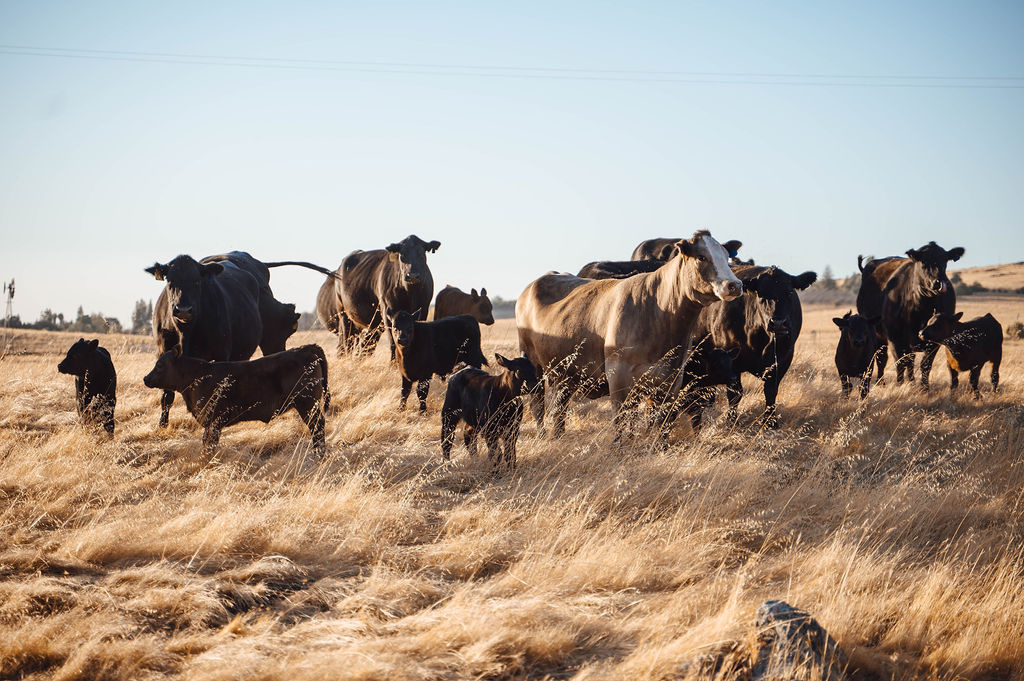 The Dot Seven Ranch family with horse and cattle
